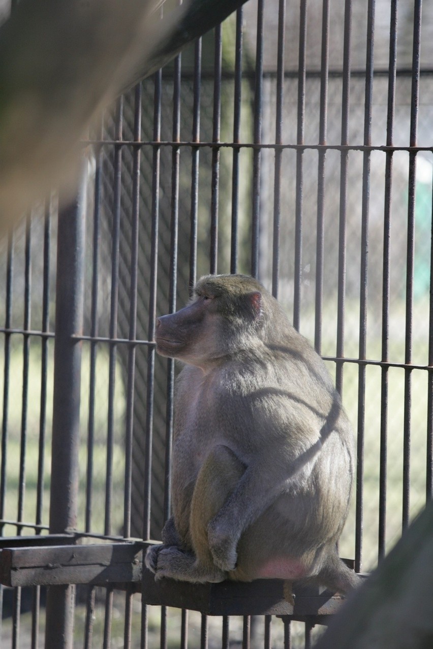 Śląski Ogród Zoologiczny