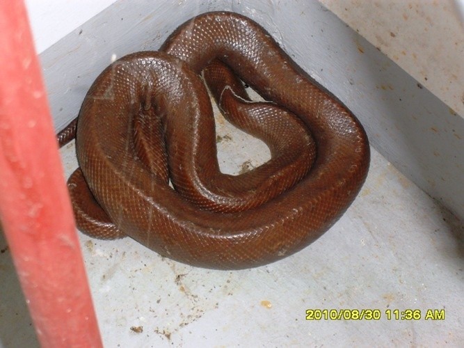 Wąż w węźle ciepłowniczym (zdjęcia)
