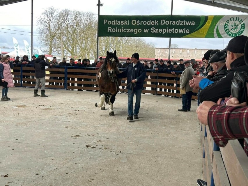 "Wiosenne Uznawanie Ogierów” na terenie agroareny w...