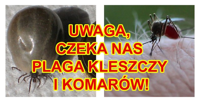 Najnowsza analiza Centrum Badawczego (Joint Research Centre, JRC), które działa jako jednostka administracyjna Komisji Europejskiej wykazała, że ocieplenie klimatu wpływa na mnożenie najniebezpieczniejszych pasożytów: komarów i kleszczy. Unia ostrzega, że to z plagą tych owadów i pajęczaków możemy mieć do czynienia tej wiosny, a to może wiązać się ze wzrostem liczby zakażeń bardzo groźnymi chorobami, przenoszonymi przez komary i kleszcze: boreliozą i kleszczowym zapaleniem mózgu. Więcej o zagrożeniu i profilaktyce, związanymi z chorobami przenoszonymi przez komary i kleszcze na kolejnych slajdach -->>zobacz najnowszy odcinek z cyklu Kudłatych Świat":