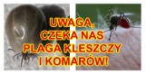 Unia ostrzega przed rekordową plagą kleszczy i komarów! Jakie choroby przenoszą te owady, jak się przed nimi chronić?