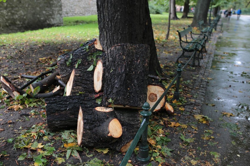 Orkan Ksawery w Krakowie. Wielkie sprzątanie na Plantach [ZDJĘCIA]