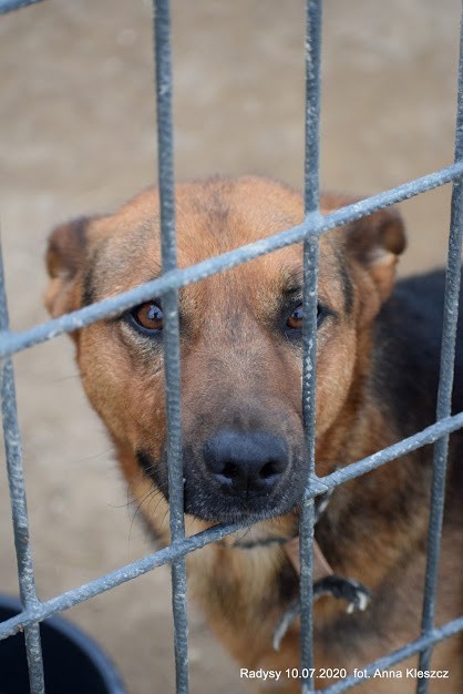 Psy ze schroniska w Radysach czują się w Toruniu coraz lepiej. Wkrótce trafią do adopcji