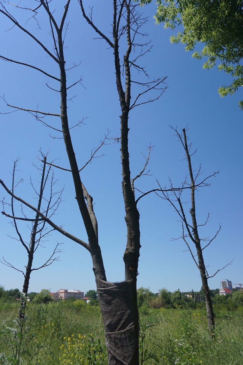 Minął już rok od przesadzenia drzew z centrum Lublina. Nie wszystkie udało się uratować