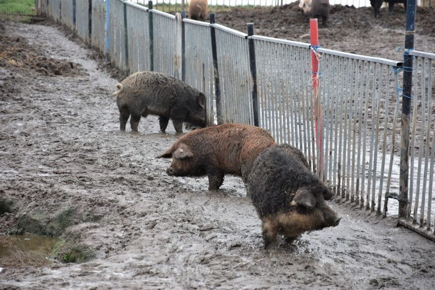 W Wełpinie dbają, by świnie miały dobre życie, ale nie przekłada się to na dochody rolników [zdjęcia]