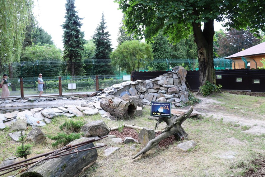 Wydra Peri ze śląskiego zoo ma nowy wybieg