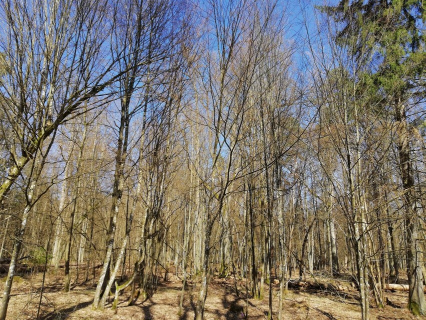 Tragedia w Puszczy Białowieskiej. "Nie wiedziałam, że dożyję...