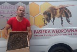 Pszczelarze z zemsty wytruli 3 miliony pszczół 