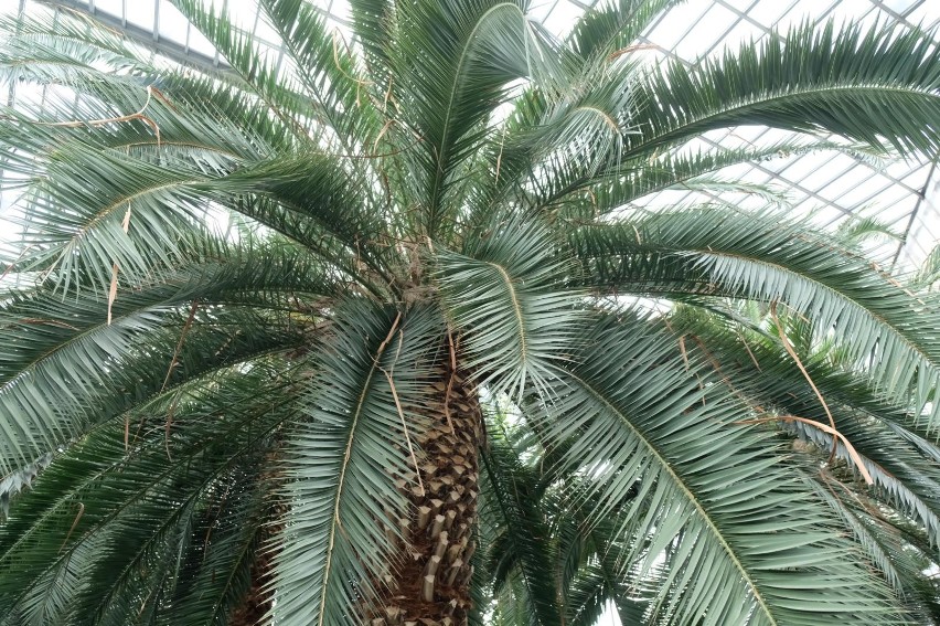 Palmiarnia w Gliwicach będzie zamknięta. To ostatnia okazja,...