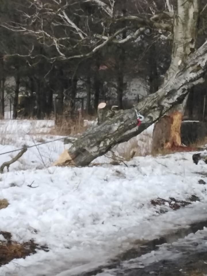 Drzewo podgryzione przez bobry rosło przy jednej z lokalnych...