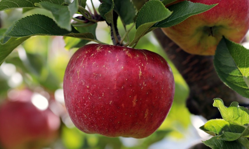 Jabłka wspierają także usuwanie toksyn z organizmu.