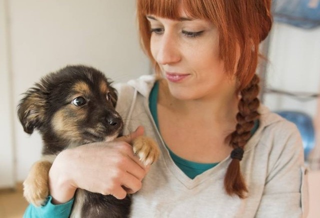 W toruńskim schronisku na adopcję czeka ok. 400 zwierzaków.