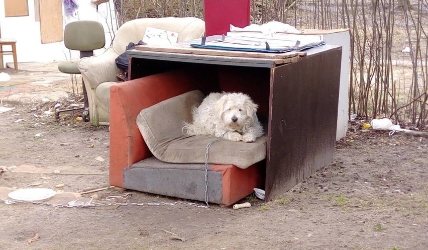 Dzięki Fundacji Mondo Cane udało się uratować tysiące...