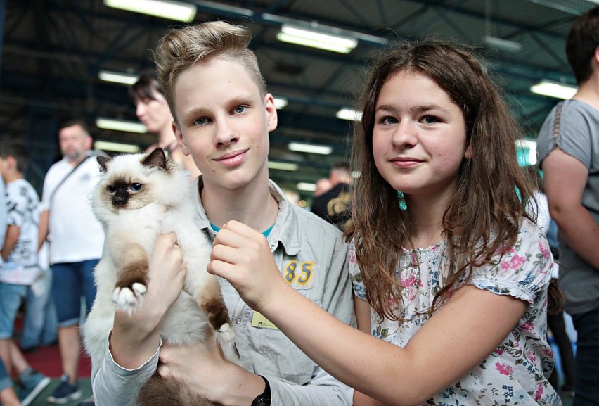 Kraków. Wystawa kotów rasowych. Zobacz kocie piękności! [ZDJĘCIA]