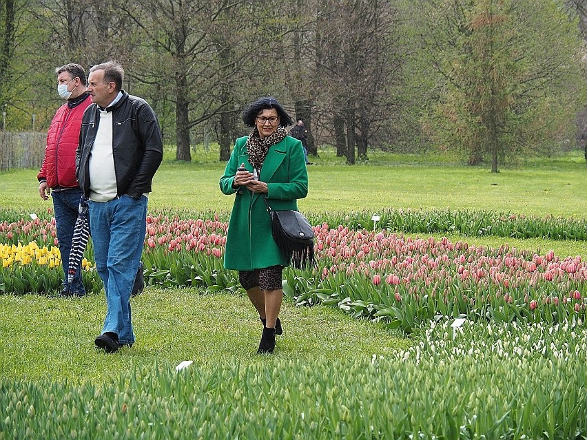 Tulipany kwitną w ogrodzie botanicznym w Łodzi. Po chłodnej...