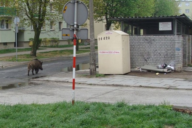 Dzik na ul. Kosmonautów w Kędzierzynie-Koźlu.