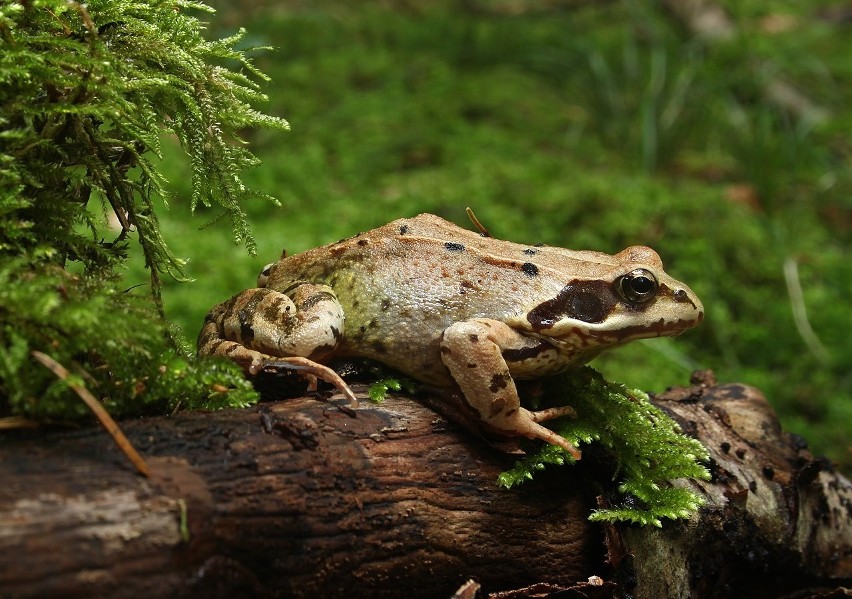 Żaba trawna jest zaliczana do żab brunatnych. Poza okresem...