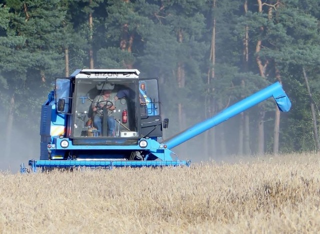 Żniwa 2015: Susza niszczy plony rolników