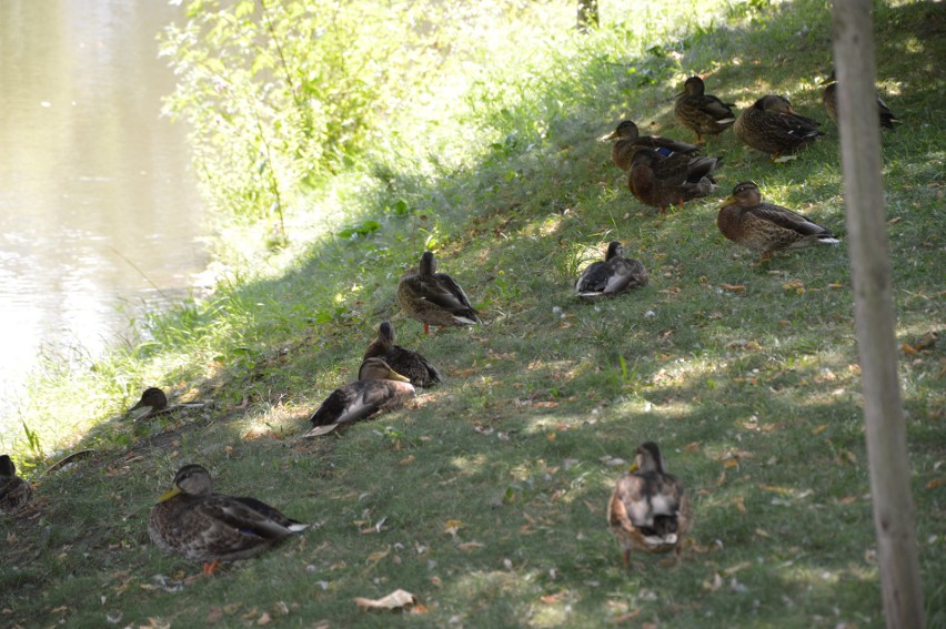 Kilkadziesiąt kaczek z opolskiej Młynówki szukało w piątek...
