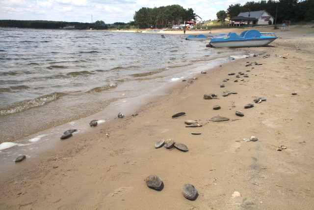 W poprzedni weekend woda na brzeg wyrzuciła setki, jeśli nie tysiące małży. Jak się okazało, szczeżuje padły, bo woda została skażona bakteriami kałowymi.