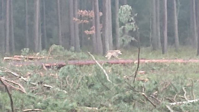 Wilk w leśnictwie Lipowa.