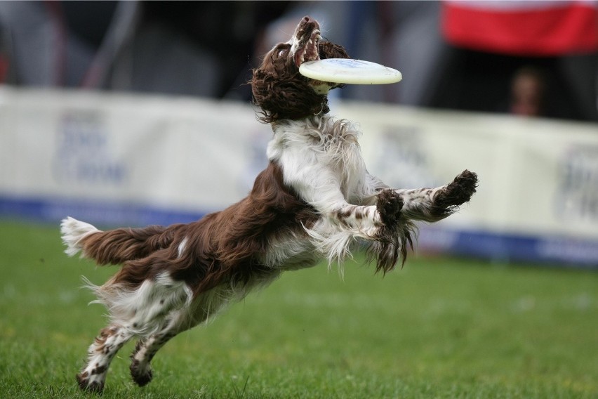 Dog Chow Disc Cup 2015 Wrocław