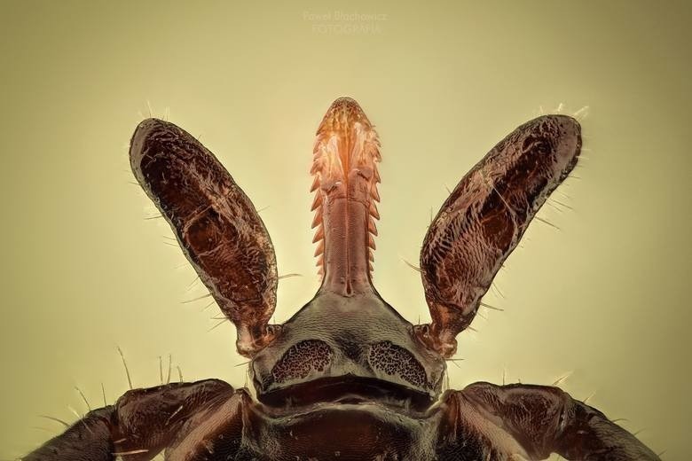 Fotografie owadów w niesamowitym zbliżeniu. Paweł Błachowicz podgląda naturę [wideo, zdjęcia]