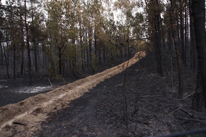Epicentrum pożaru lasu w Glebie
