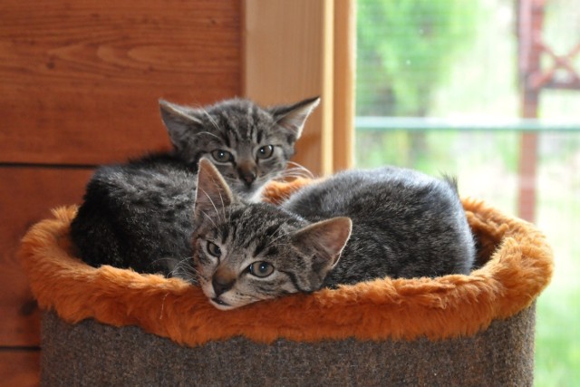 Kotki  czekające na adopcję