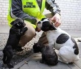 Świnoujście. Ukrainka, która próbowała przemycić buldogi, zostawiła psy w Polsce