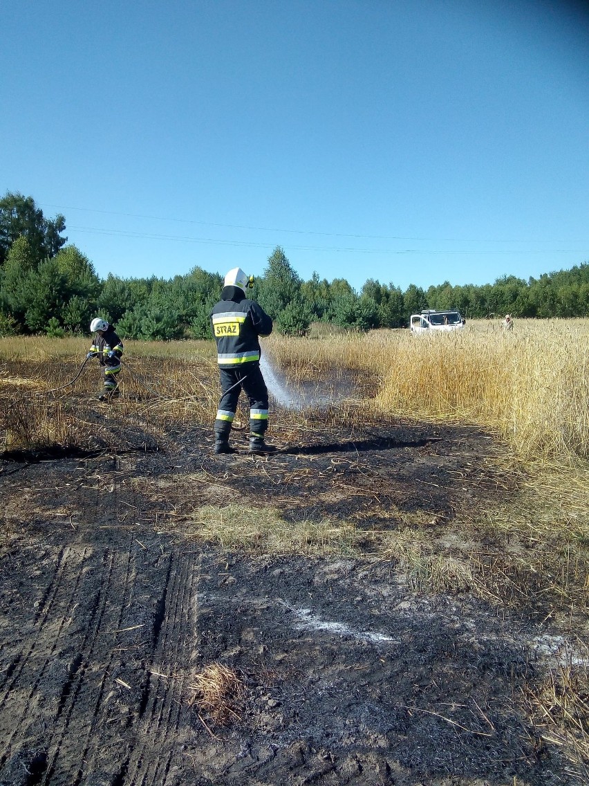 Biały Ług. Pożar zboża w gminie Słupia Konecka. Strażacy apelują o ostrożność