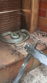 Mieszkaniec Wiela znalazł węża pod tarasem. Konieczna była interwencja strażaków