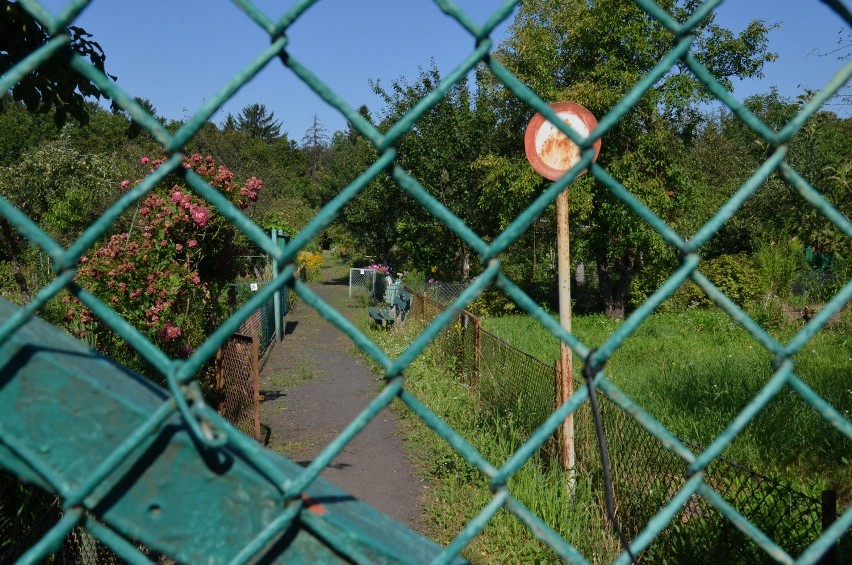 Działkowcy ostrzegają: "Brzydki mężczyzna gwałci i zrywa łańcuszki" (ZDJĘCIA)