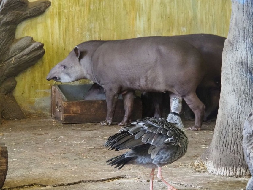 "Czekolada z misją", czyli łódzka badaczka niesie pomoc lokalnej społeczności w Wenezueli i chroni tapiry