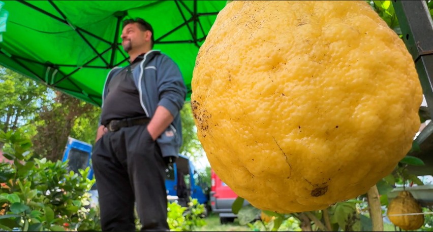 Jerzy Góraj hoduje cytryny od kilkunastu lat