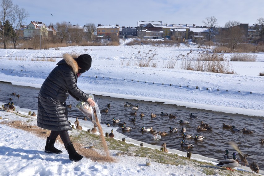 Joanna Dąbrowska dokarmia kaczki w Lipnie