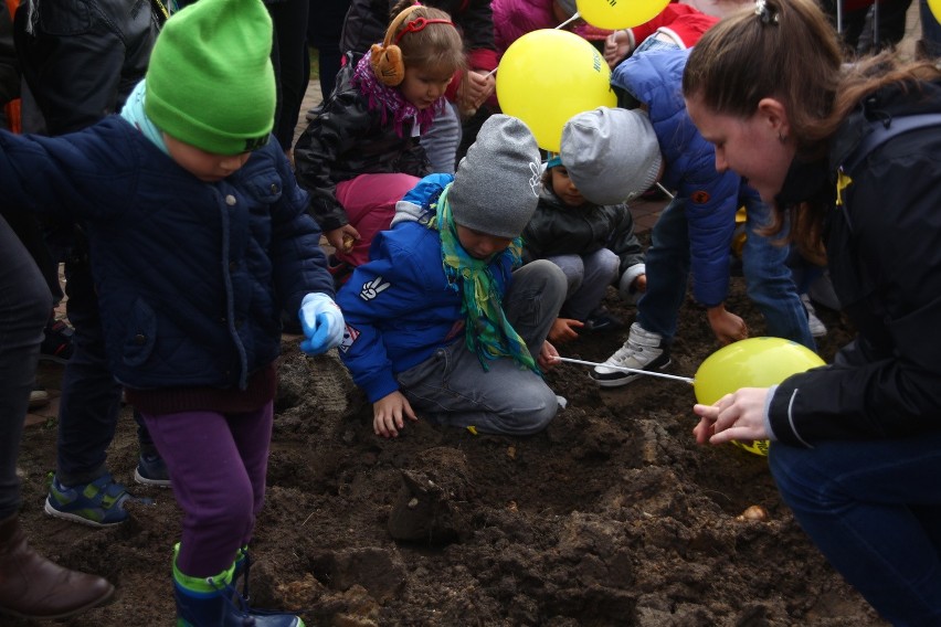 W Żorach zasadzili prawie 1000 żonkili, tworząc "Pole Nadziei" przy hospicjum