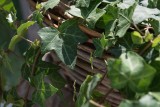 Bluszcz – roślina tajemnicza i urokliwa
