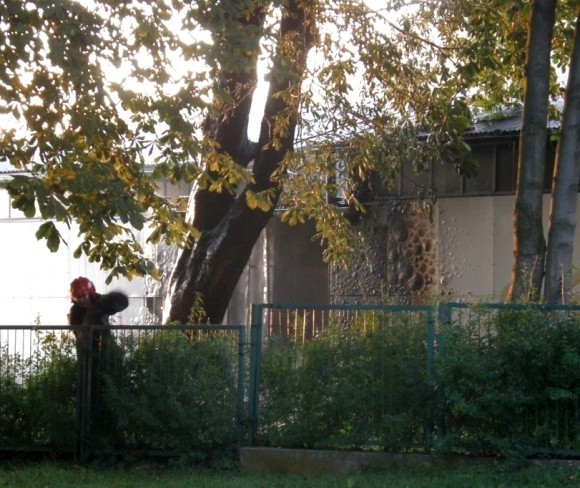 Już po strachu. Strażacy błyskawicznie ugasili płonącą kępę trzcin. Tym razem obyło się bez tragedii.