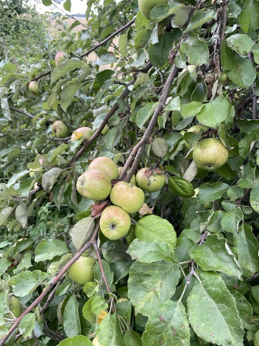 Jabłoń - otoczenie Kopca Kościuszki