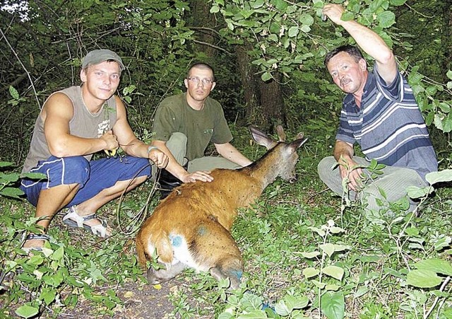 W udanej akcji ratowania młodego jelenia w lasach koło Barwic udział brali członkowie Koła Łowieckiego "Sokół&#8221; przy Koszalińskiej Politechnice. 