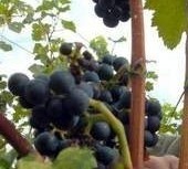 W niedzielę winiarze zawładną skansenem w Ochli.