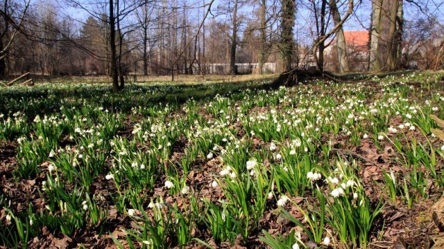 W Arboretum Kórnickim także kwitnie śnieżyca wiosenna