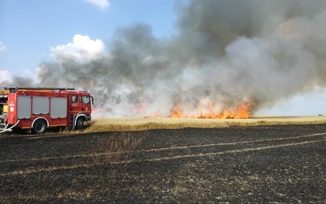 Jak zwykle strażacy o tej porze roku mają wiele wyjazdów związanych w wypalaniem traw.