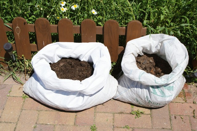 Uprawa ziemniaków w workachNajważniejsze, oprócz zastosowania bardzo żyznego podłoża, jest utrzymanie gleby stale lekko wilgotnej. Przesuszanie nie sprzyja plonom.