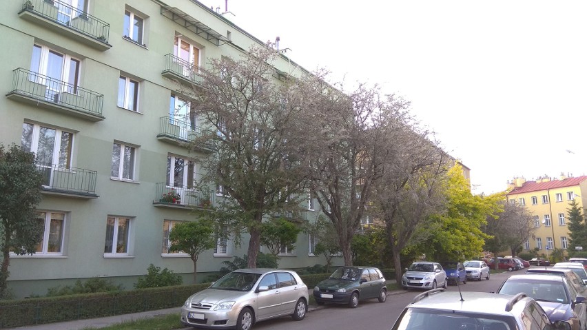 W centrum Rzeszowa, przy ul. Leszczyńskiego, umierają drzewa. Będzie oprysk [ZDJĘCIA]