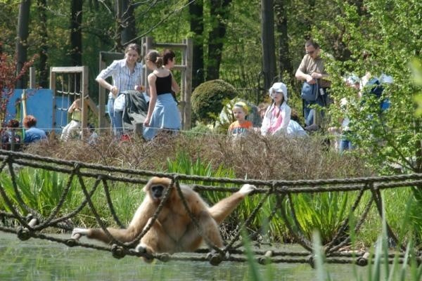 Tańsze bilety mają być między innymi do opolskiego zoo.