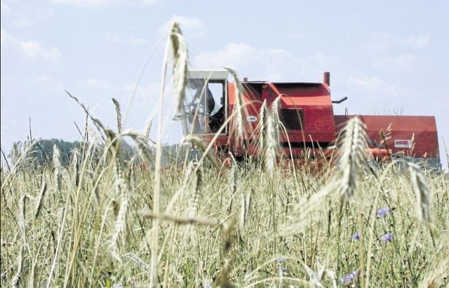 Wszystko wskazuje na to, że żniwa będą obfite. Plony zapowiadają się lepsze niż rok temu.