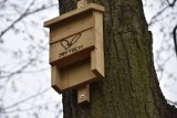 W zielonogórskich parkach zawisły budki dla nietoperzy. Wkrótce będą budki dla jerzyków 