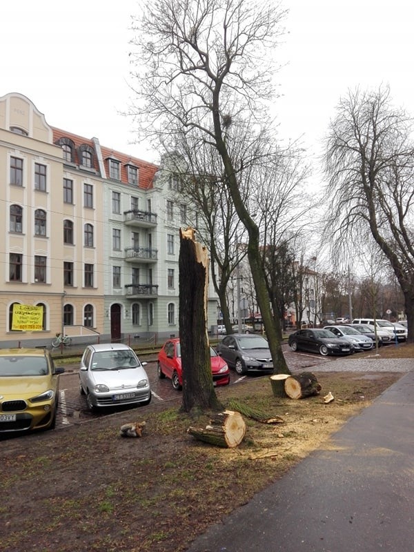 W Toruniu wiatr powalił między innymi drzewo przy ul....